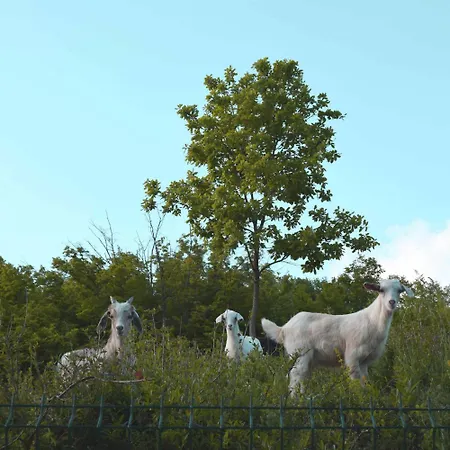 Eco St Ignatius еко лодж игнажден